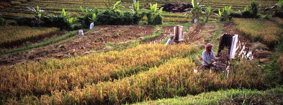 Bali rice harvest