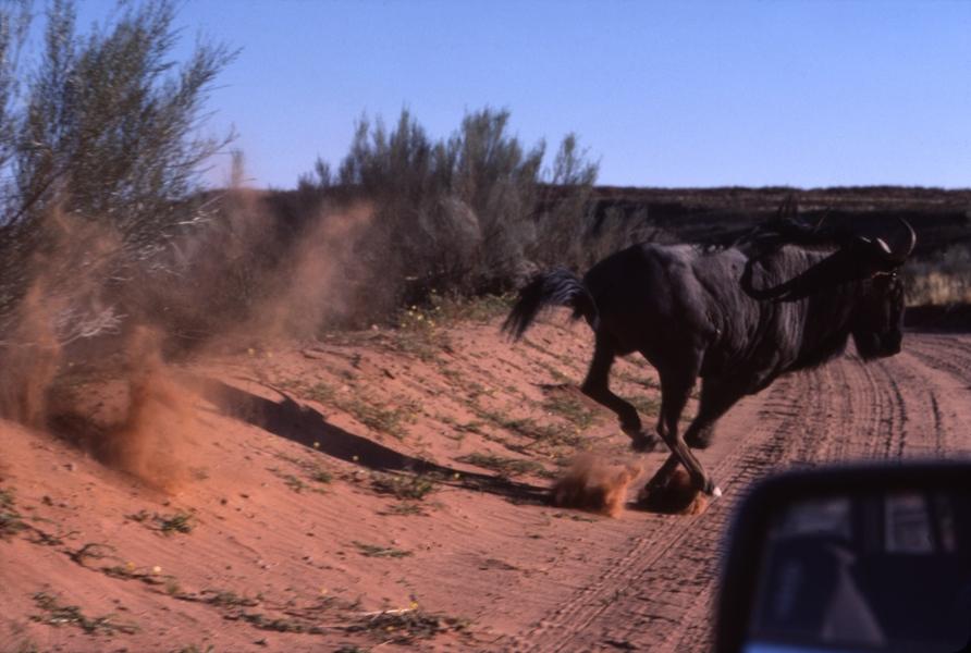 Wildebeest running that-away