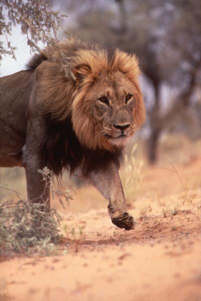 Kalahari lion