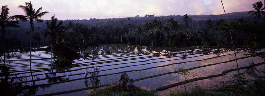 Terraced rice fields near Ubud