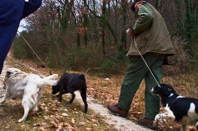 Truffle Hunting Dogs